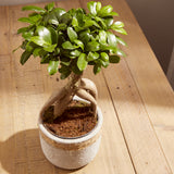 2-ficus-ginseng