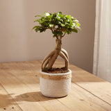 1-ficus-ginseng