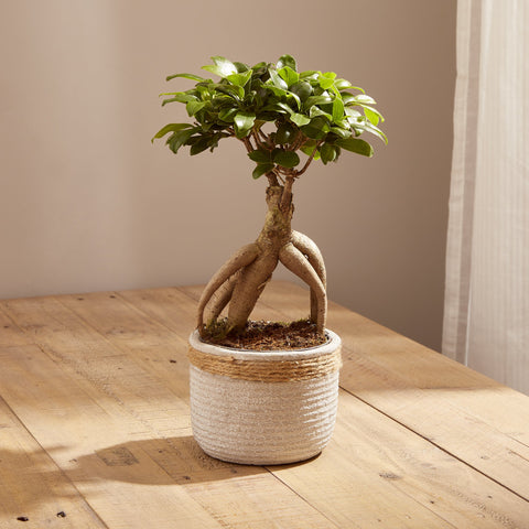 1-ficus-ginseng